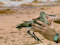 Female Bar-tailed Godwit H7 tagged at Broom, Australia - photo by Jan Van de Kam