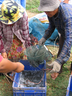 Villagers from Kampuan, in Suk Samran district, train in fish breeding.