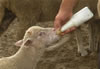 Farmer Viktor Poleshchuk tends his flock