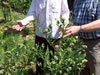 Richard Dale (right) with one of the few growers of American blueberries in Serbia, close to Arilje.