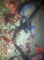 Sea-floor photograph taken during the October 2004 video/photography cruise onboard the research vessel Ocean Sentinel, showing a rocky region with coral, erect gorgonia, drift weed, a sea star, white anenomes, and a wolf eel.