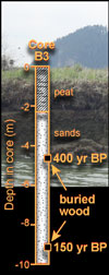 We used carbon-14 ages of buried tree branches to calculate historical sediment-accumulation rates.