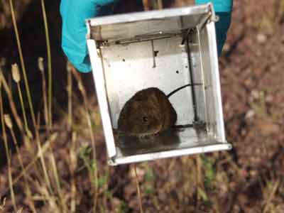 Small mammal survey results show wildlife is quite abundant on newly revegetated stamp sands