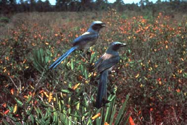 Photo of a pair of Florida scrub-jays