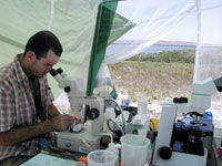 Ryan Hechinger examines specimens under a microscope