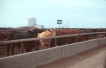 Feedlot near Guymon, Oklahoma.