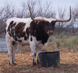 Local Texas resident, southern High Plains.