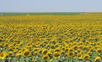 A sea of sunflowers, southern High Plains.