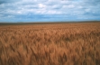 Wheat field; a major crop in the central High Plains area