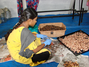 Image of woman processing cashews in India