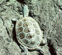 photo of a diamondback terrapin