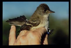 Image of Southwestern Willow Flycatcher (Empidonax traillii extimus) sitting in someone's hand