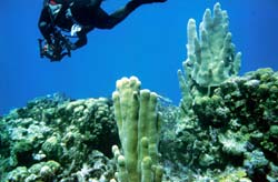 scuba diver Don Hickey swimming above coral head in Roat‡n Marine Reserve, Honduras