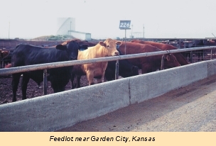 Feedlot near Garden City, Kansas