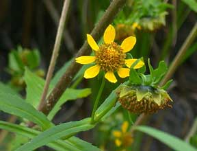 wetland plant photo