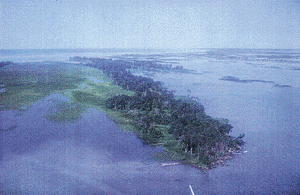 Photo showing Long Point Marshes in Lake Erie