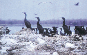 Photo showing double-crested cormorants occupy an island in Lake Erie