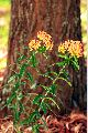 View a larger version of this image and Profile page for Asclepias tuberosa L.