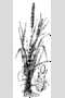 View a larger version of this image and Profile page for Phleum pratense L.