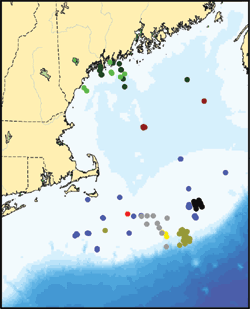 Gulf of Maine Study Area