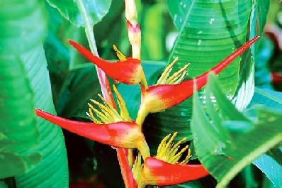 bird paraiso flower