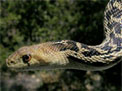 San Diego gopher snake