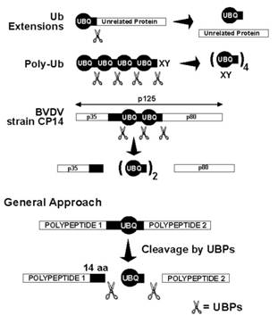 Ub-Based Expression System