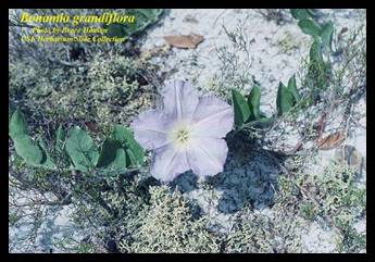 Photo of Florida Bonamia.  Photo courtesy of Bruce Hansen.