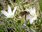 Bee fly.