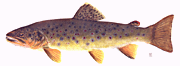 picture of brown trout