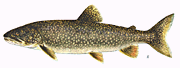 picture of lake trout