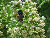 Tachinid Photo