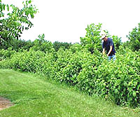 Raspberries between young Pecan Trees