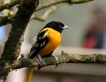 Baltimore Oriole