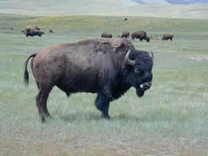 bison bull