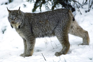 canada lynx