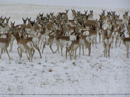 A Herd of Pronghorn Antelope