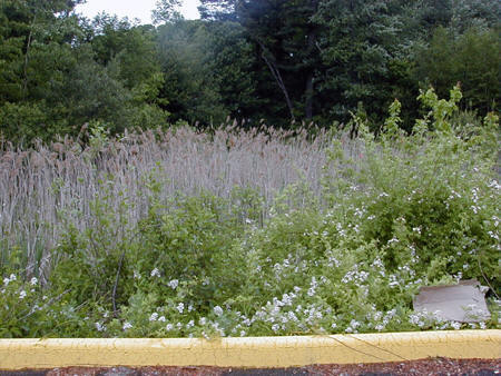 image of wetland flowers