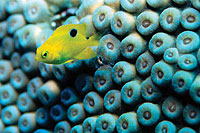 photo of threespot damselfish