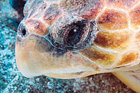 photo of turtle