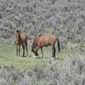 Wildhorses at Sand Creek