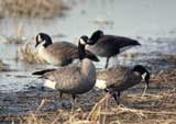 Photo of geese feeding and standing in wetland.