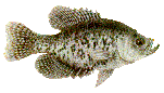 Black Crappie