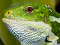 Newly discovered Pacific iguana Brachylophus bulabula; male