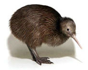 Brown Kiwi