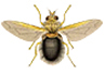 fly illustration from the Biologia Centralli Americana