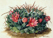 Neomammillaria macracantha illustrated by M. E. Eaton