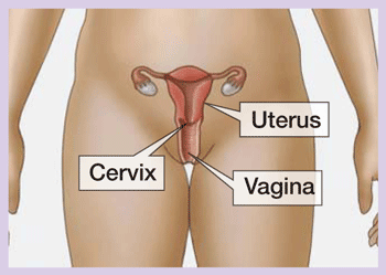 cervix