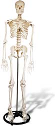 Image of skeleton