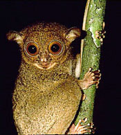 Tarsius bancanus